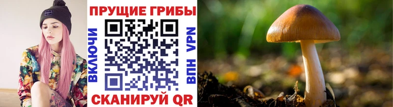 mega зеркало  Томилино  Галлюциногенные грибы Psilocybine cubensis  наркотики 